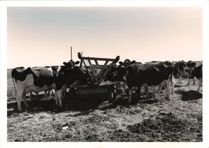Vaches